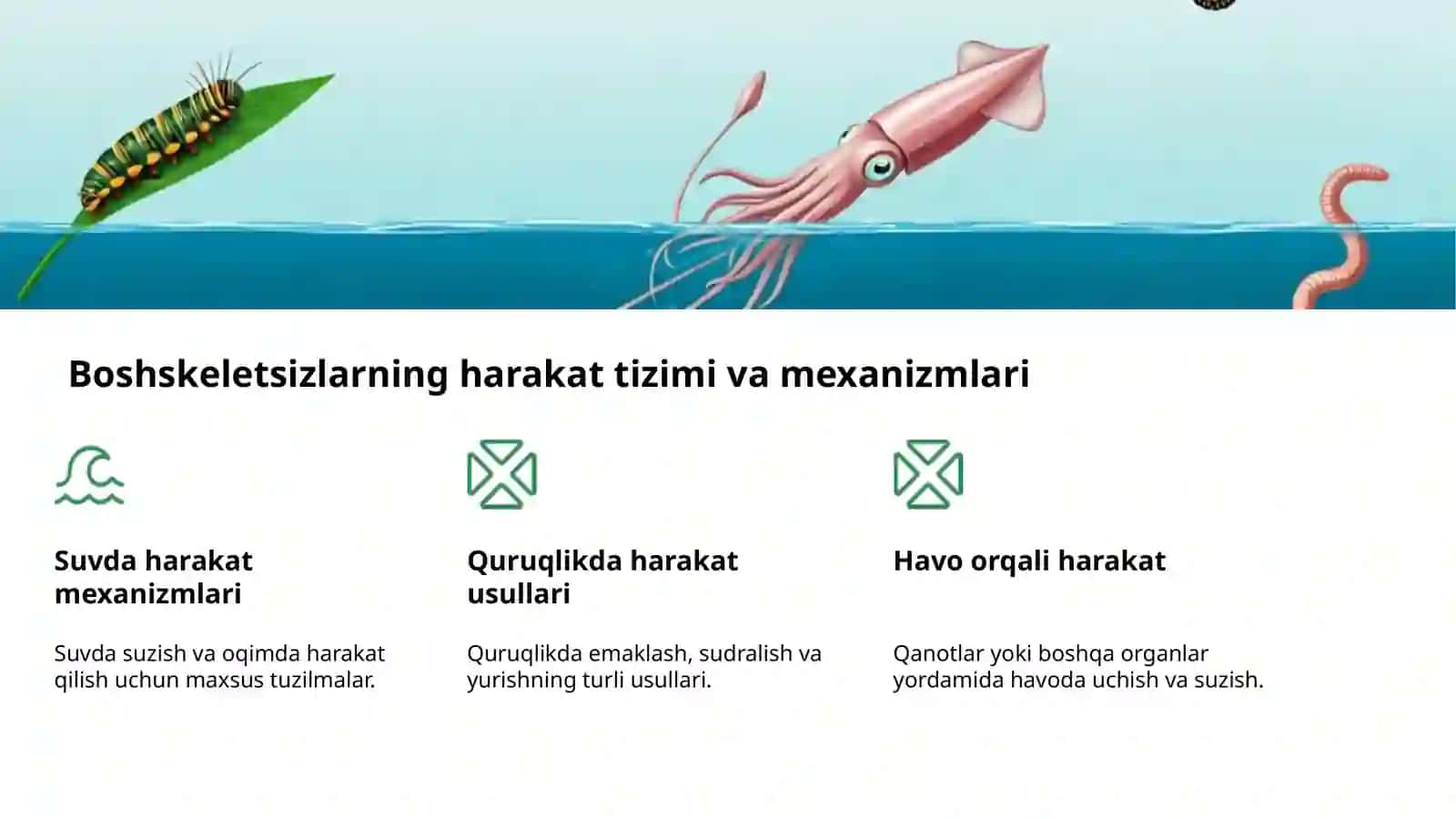 Boshskeletsizlarning tuzilishi va tasnifi 4