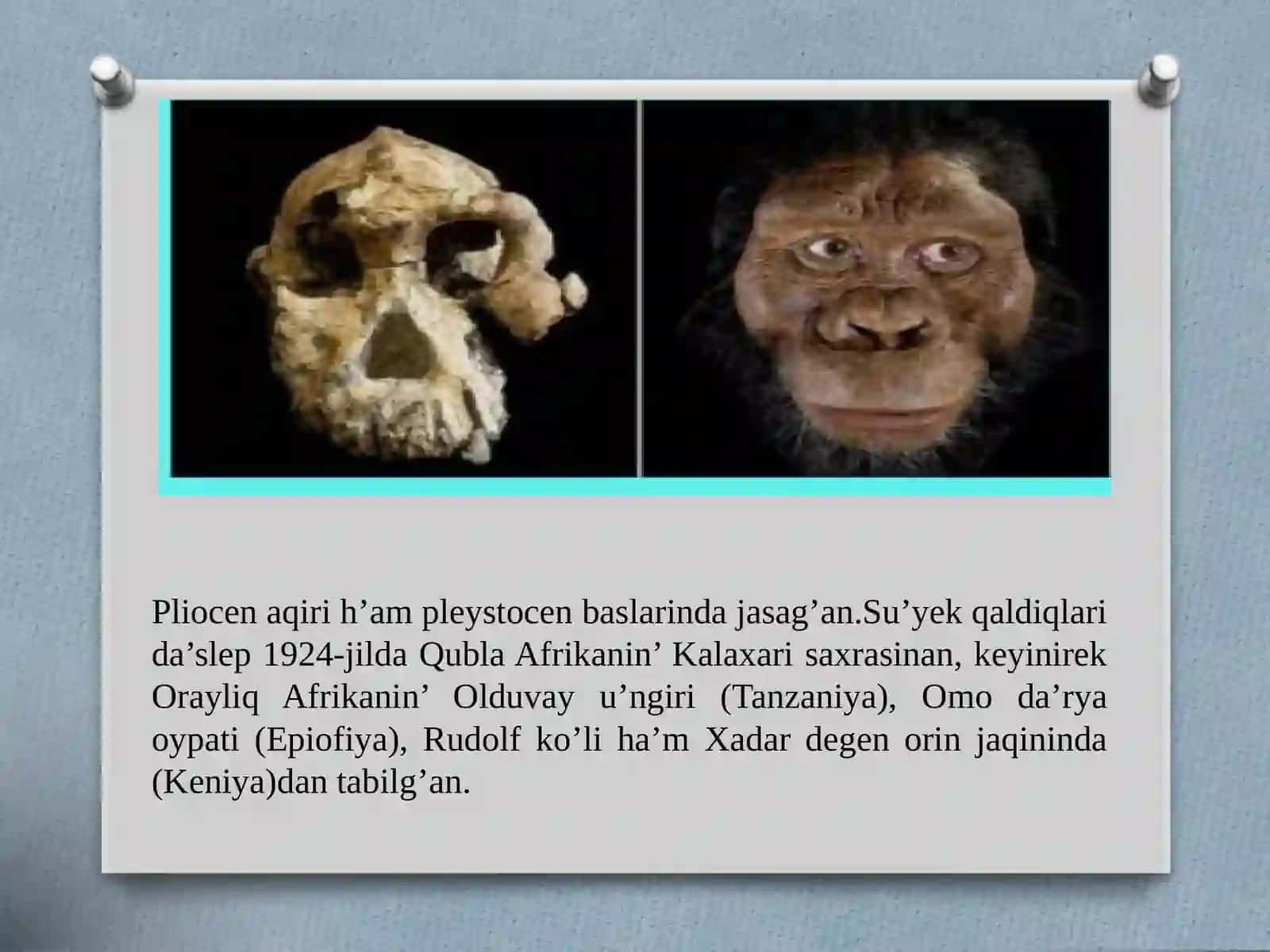 Insan evolyutsiyasi 4