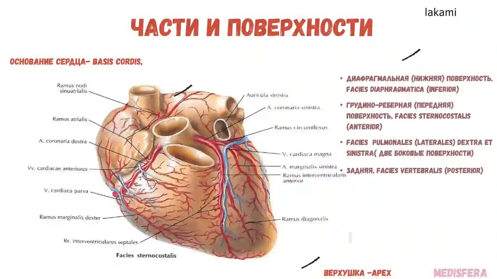 Сердце. строение и топография 4