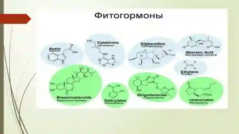 FITOGORMONLAR SULTONOVA MUXLISA 4