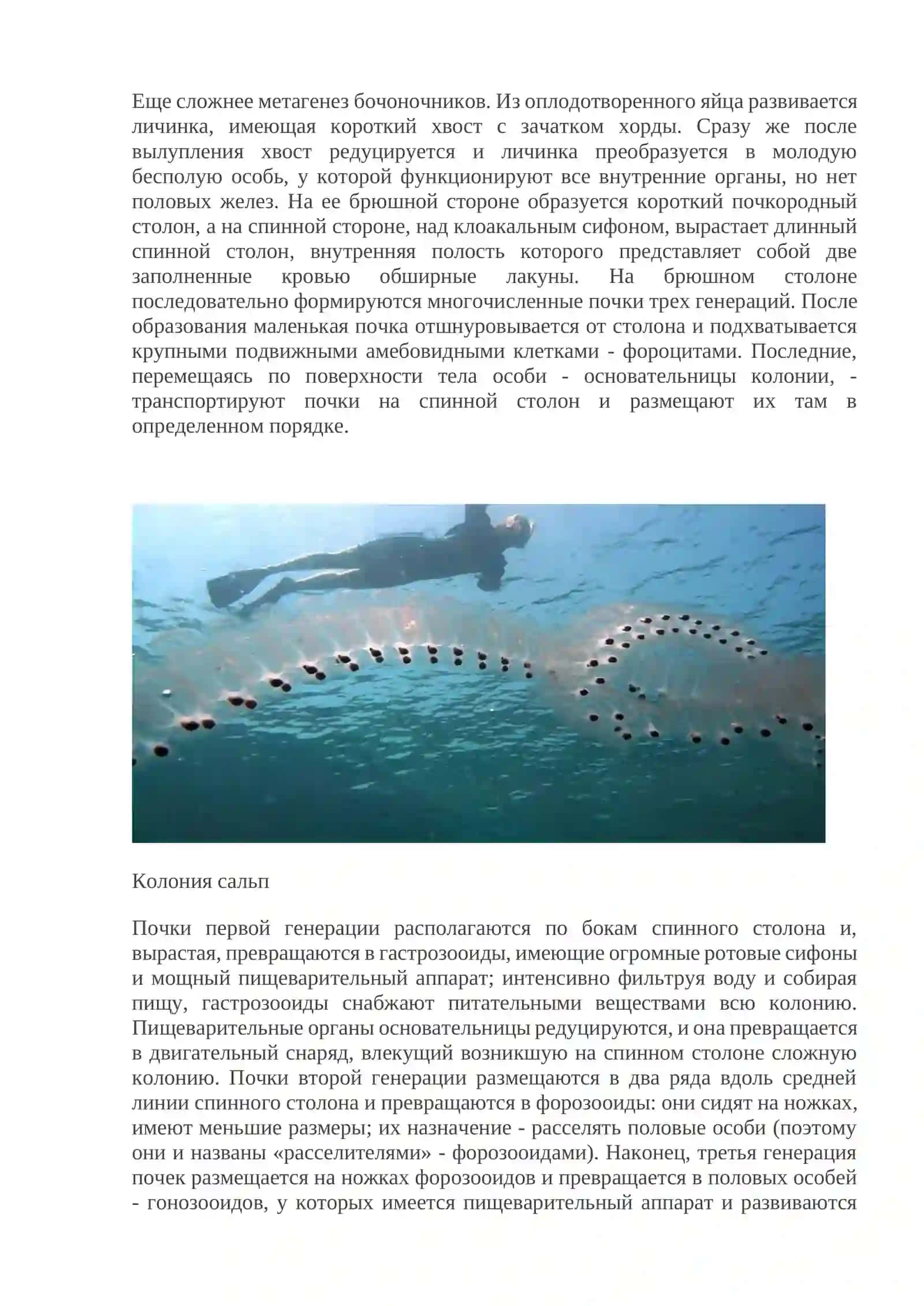 Сальпы (Thaliacea) 4