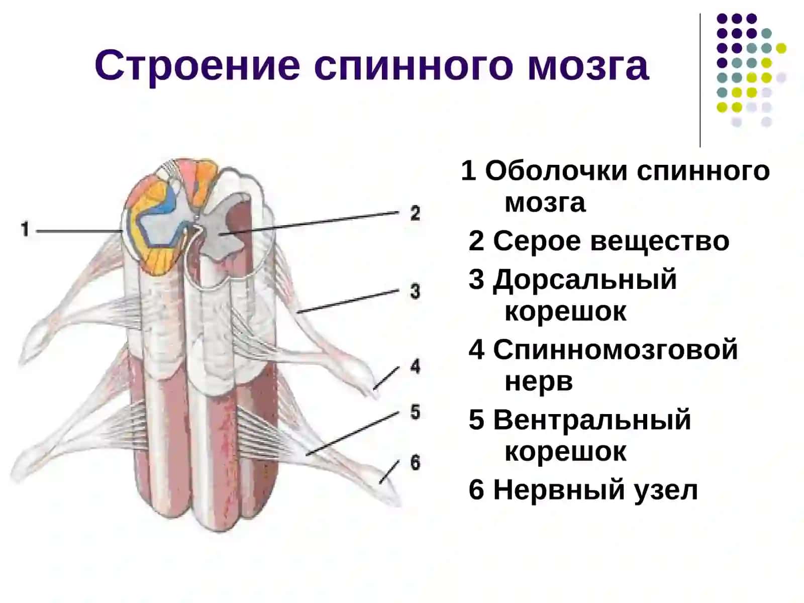 Частная физиология ЦНС 4