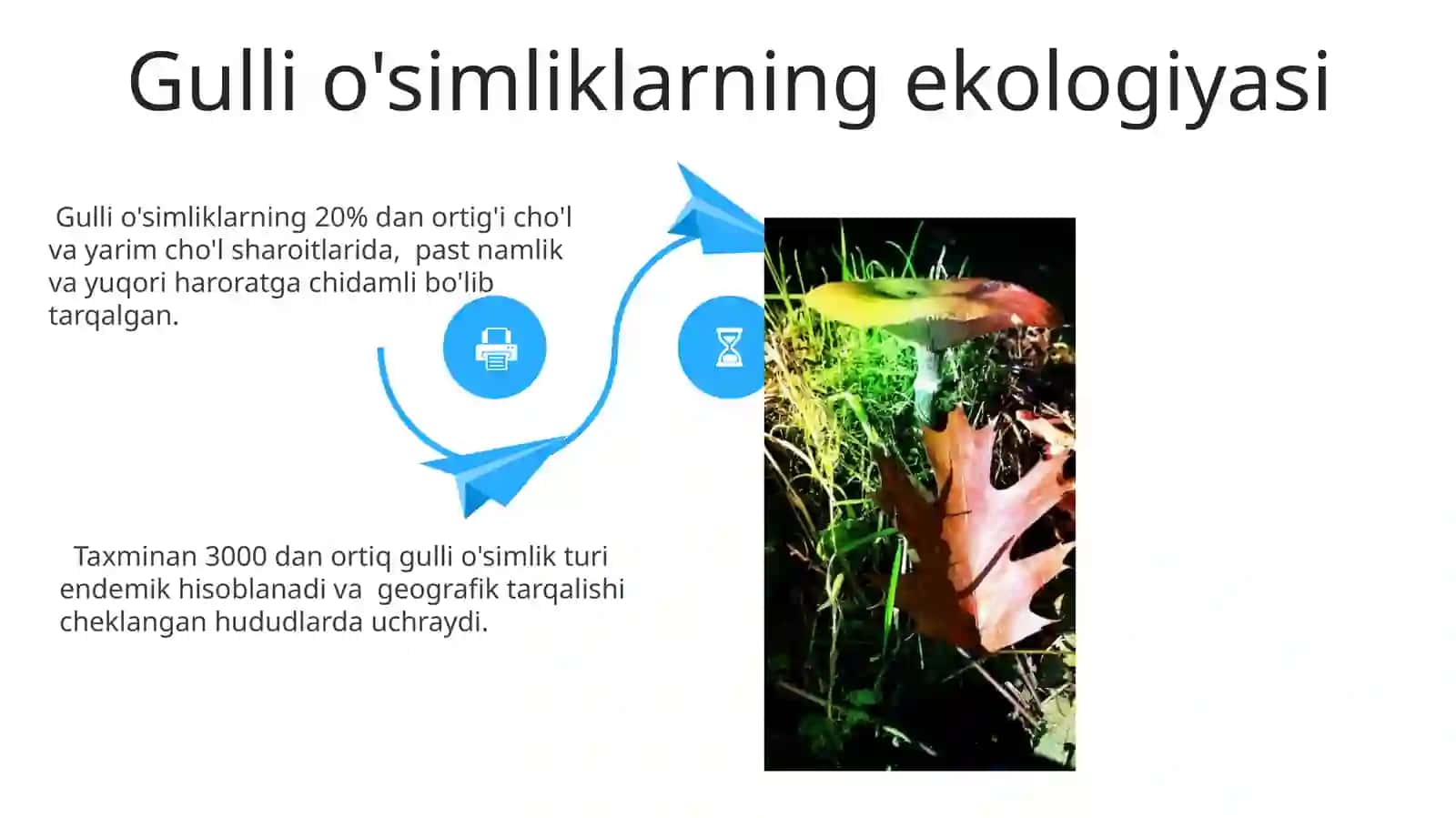Gulli oʻsimliklarning xilma xilligi va tarqalishi 4