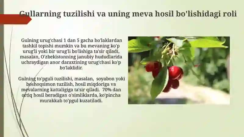 Meva va rezavor o'simliklar 4