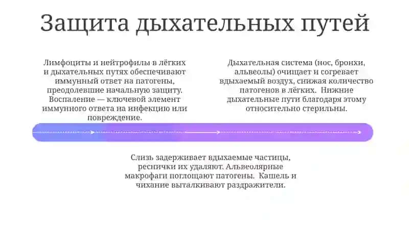 Дыхательная система 4