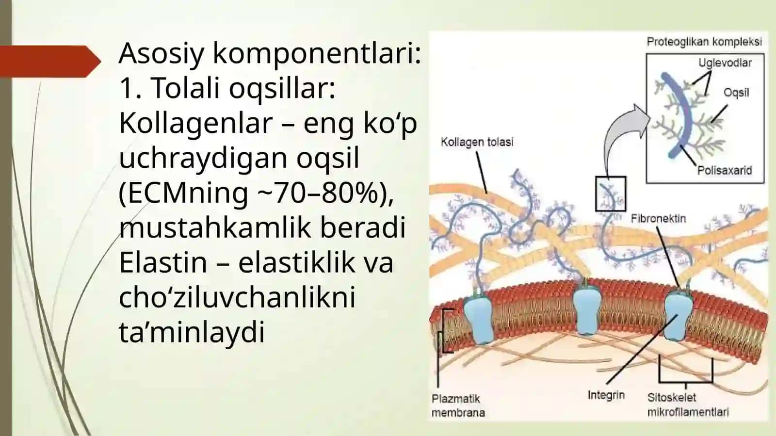 Hujayradan tashqari matriks va hujayra-matriks oʻzaro tasiri 4