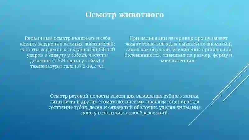 Прием у ветеринара: от регистрации до осмотра 4