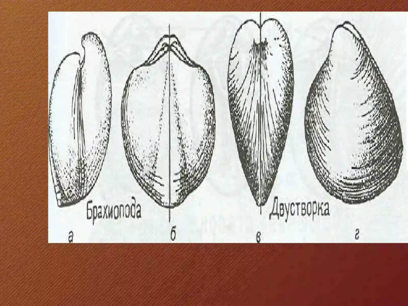 БРАХИОПОДАЛАР ТИПИ.BRACHIOPODA 4