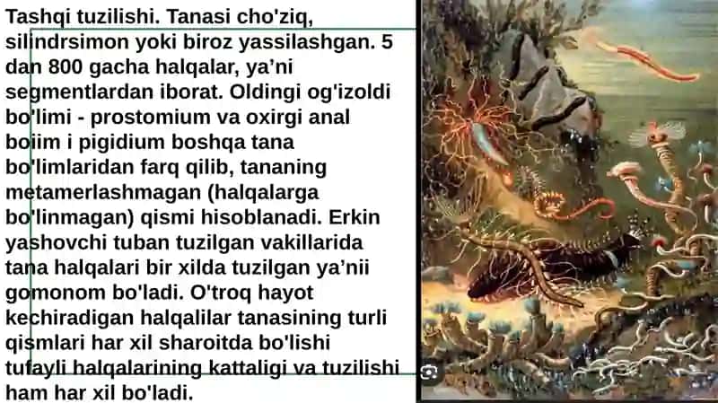 Halqali chuvalchanglar (Annelida) tipi 4