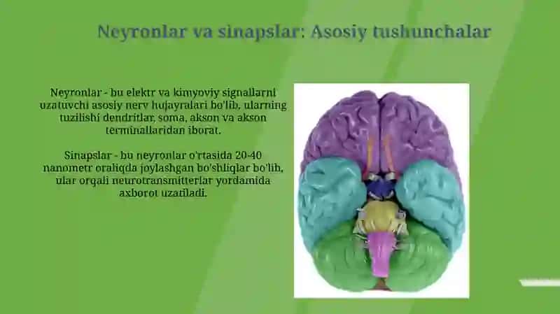 Xulq-atvorning psixofiziologik asosi 4