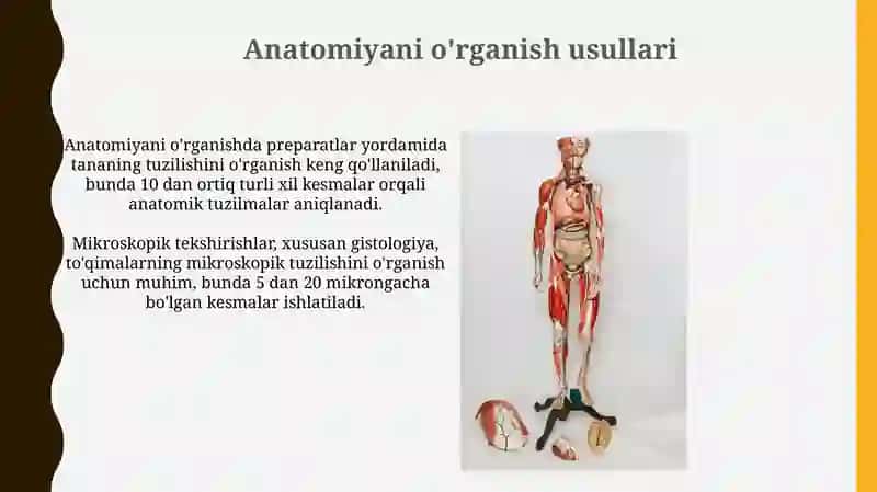 Anatomiya fanining tarixi, uni o'rganish uslublari 4