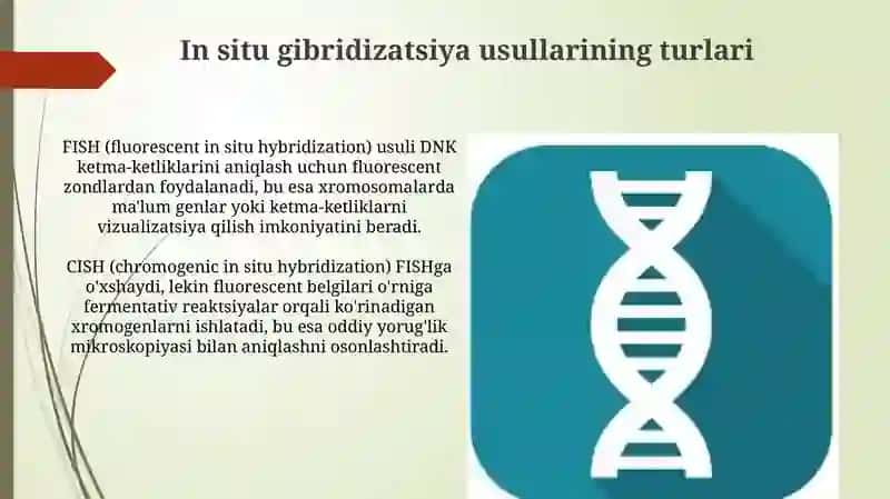 In situ gibridizatsiya 4