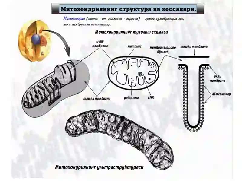 Mitoxondriyalarning tuzilishi 4