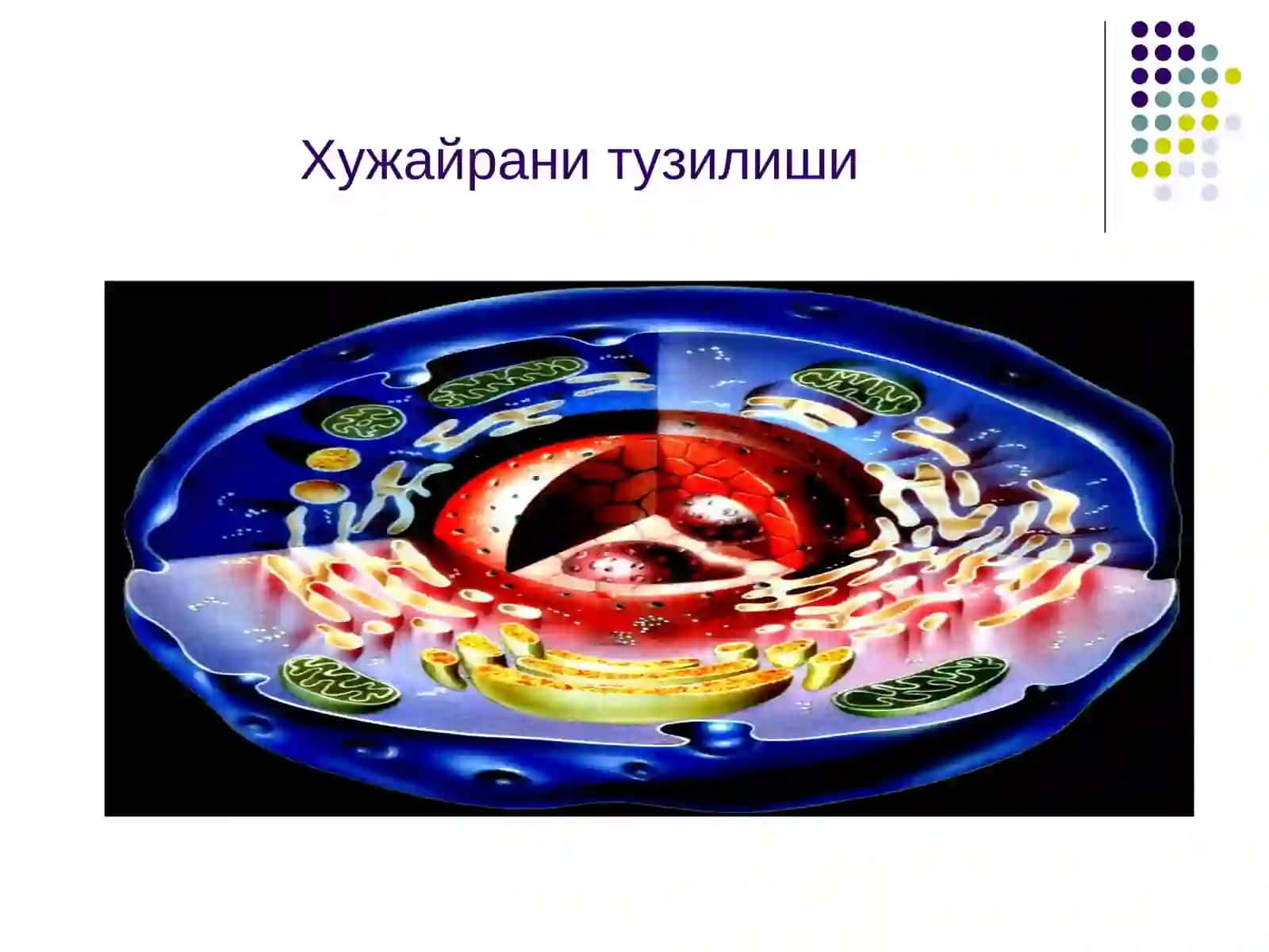 Шикастланиш патофизиологияси 4