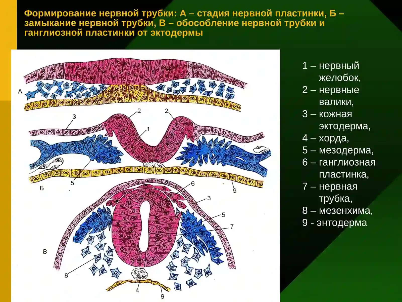 НЕРВНАЯ ТКАНИ 4