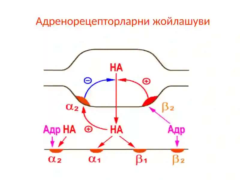 Адренергиктизимгатаъсирэтувчидоривоситалари 4