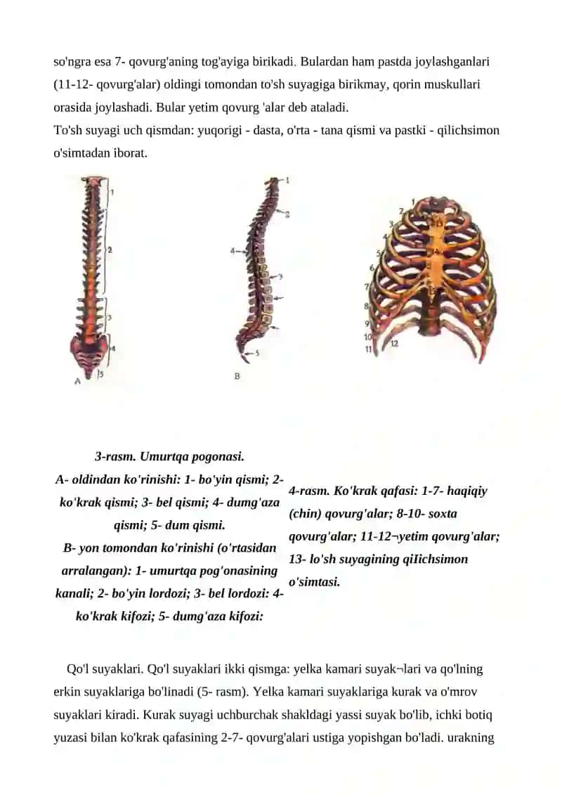 Odamlar skeletining tuzilishi 4