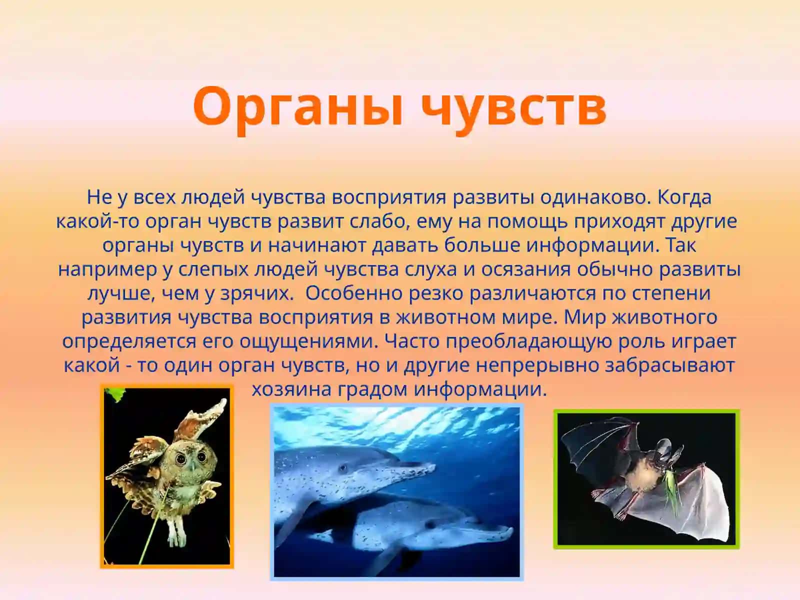 Обоняниеивкус 4