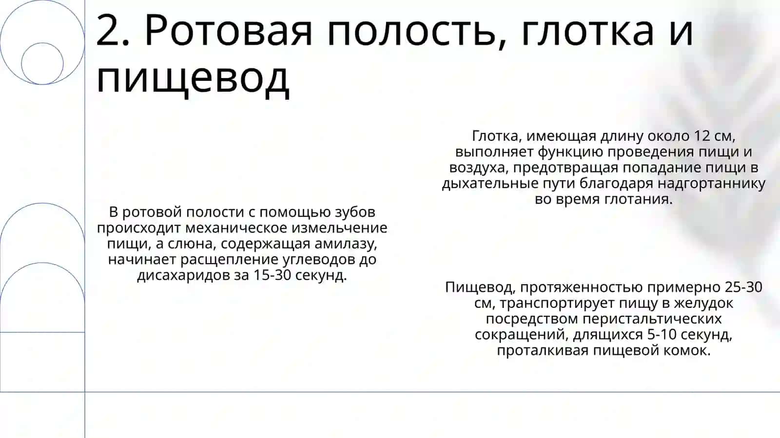Система пищеварения 4
