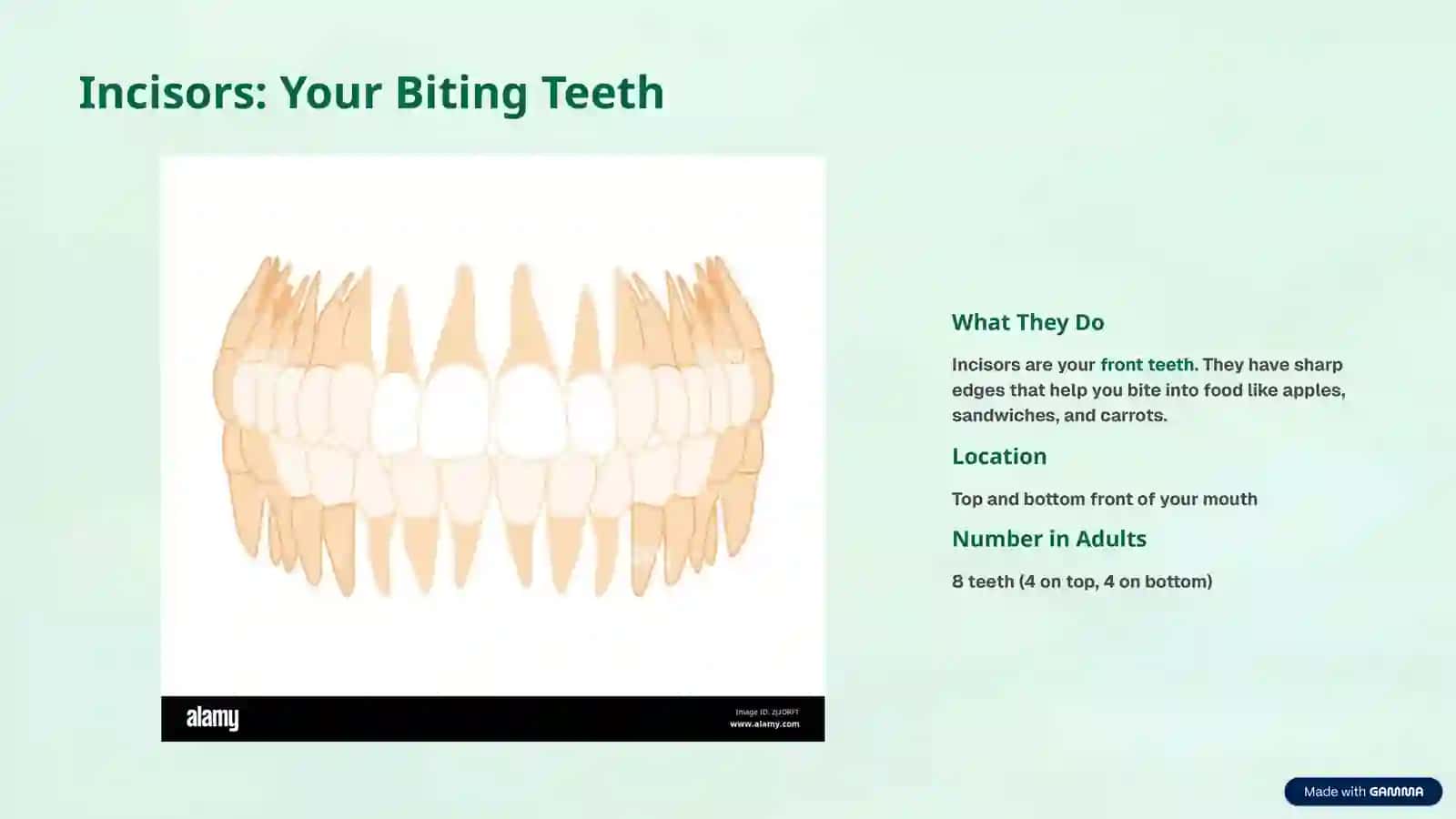 Types of Teeth 4