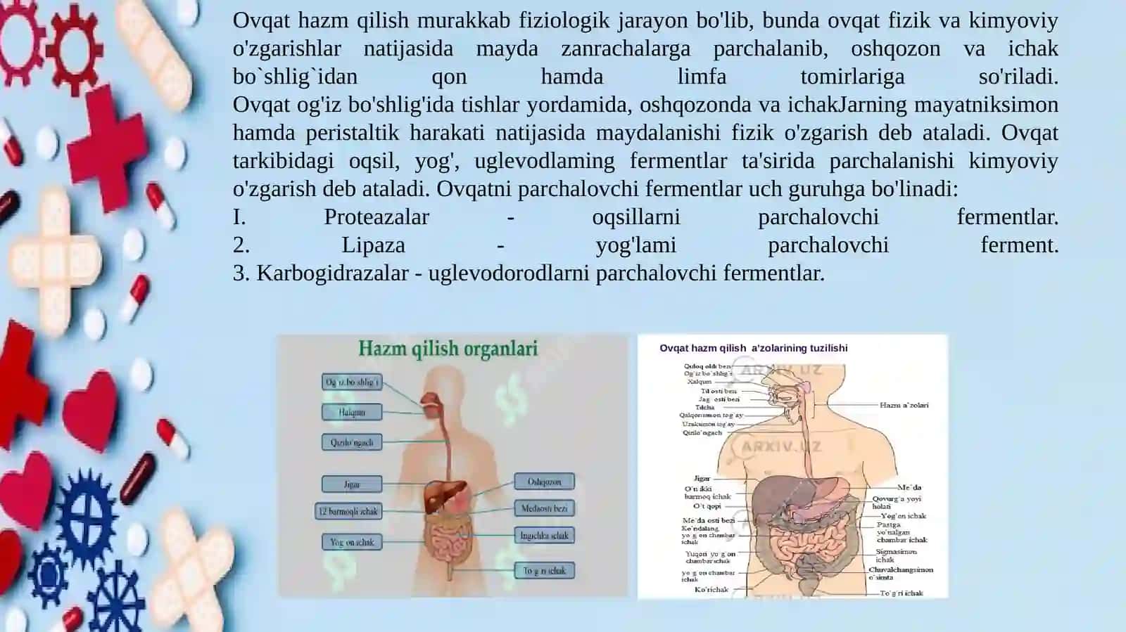 Hazm kanali va hazma'zolari 4