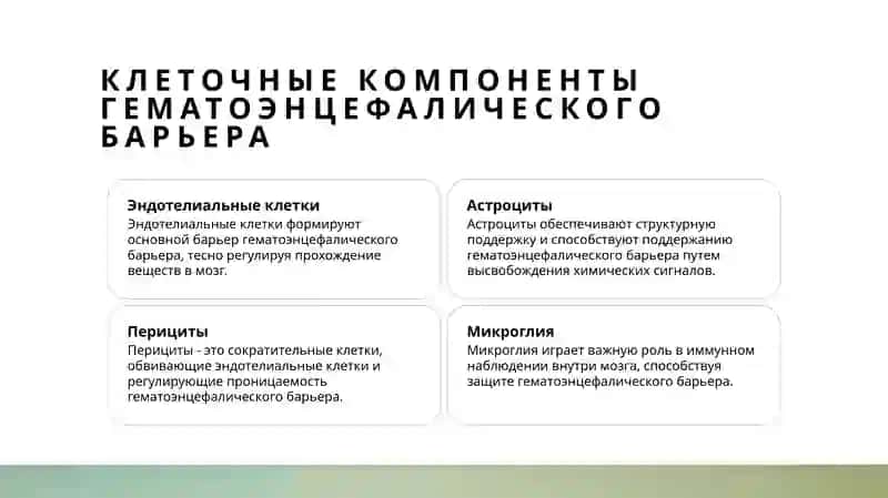 гитофизиология гематоэнцефалического барьера 4