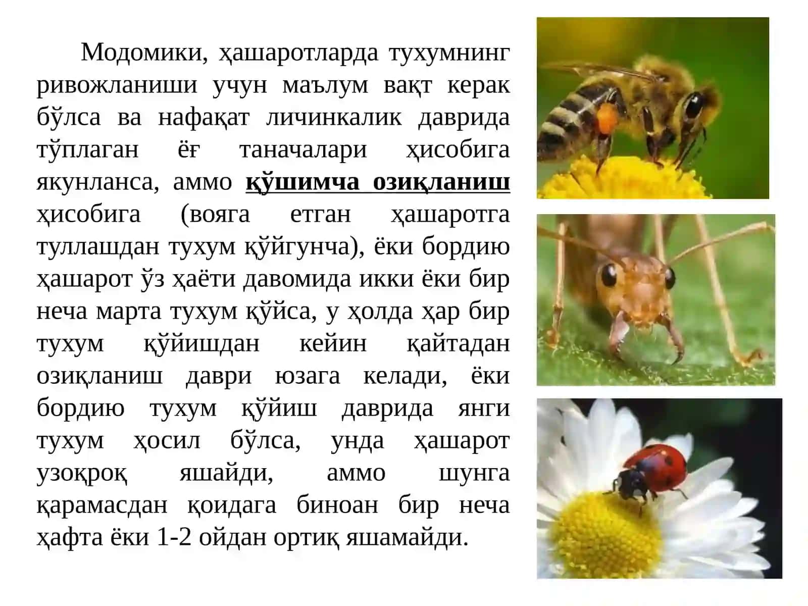 Хашаротлар экологияси 4