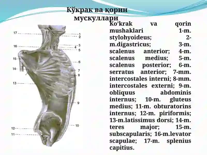 Ko’krak vaqorin muskullari 4