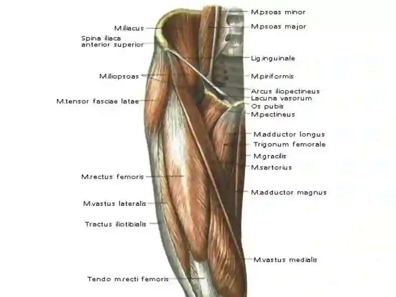 ANATOMIYA, KLINIK ANATOMIYA (OXTA) KAFEDRASI 4