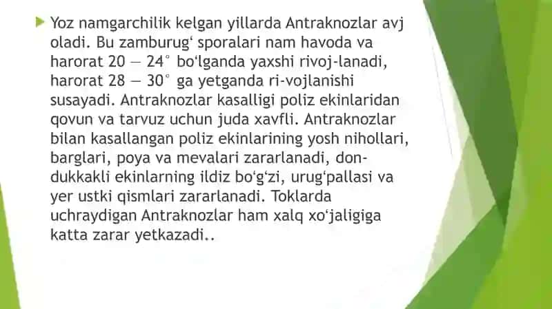 Uzumning antraknoz kasalligi. 4