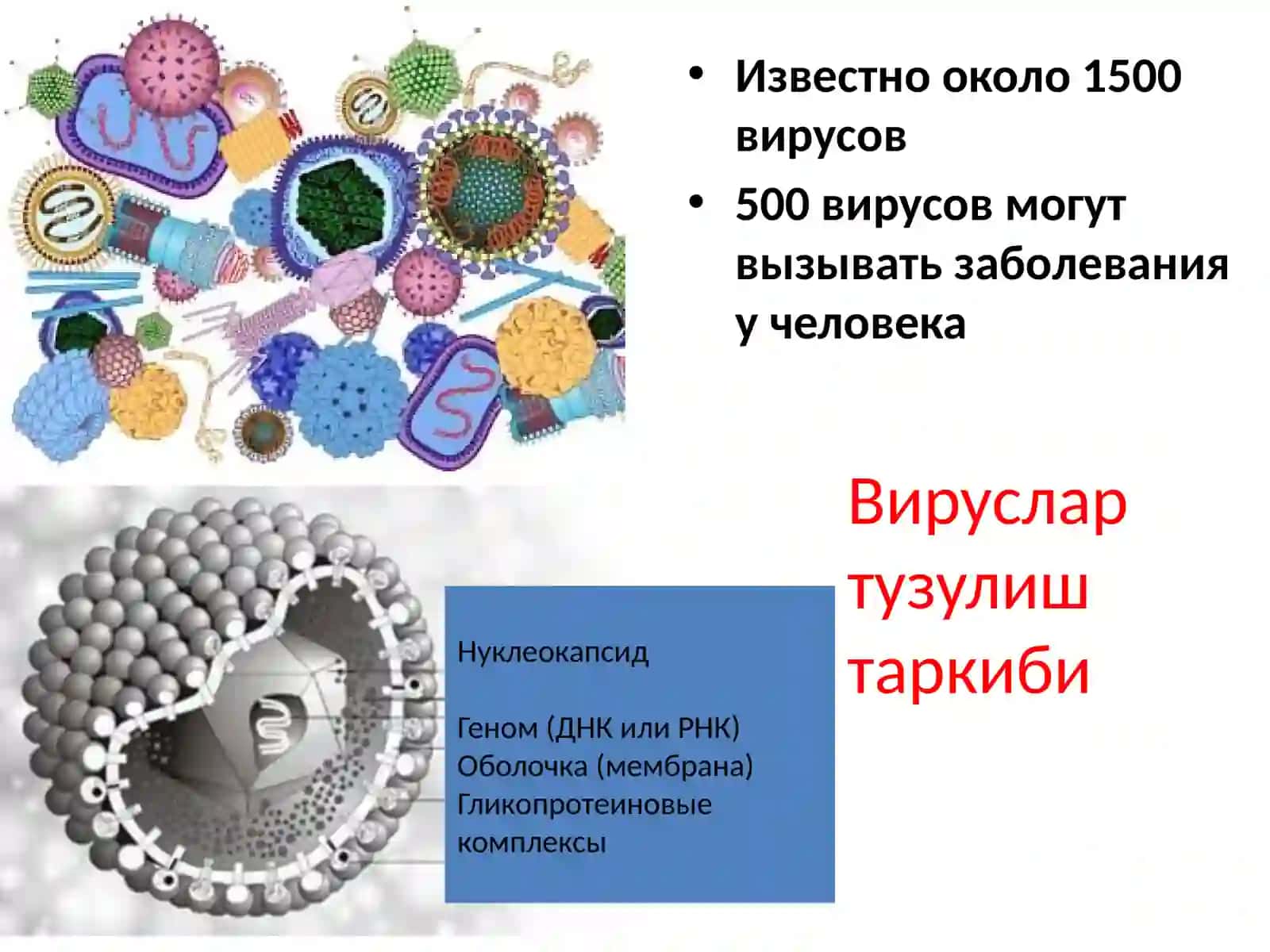 Вирусга қарши препаратлар 4