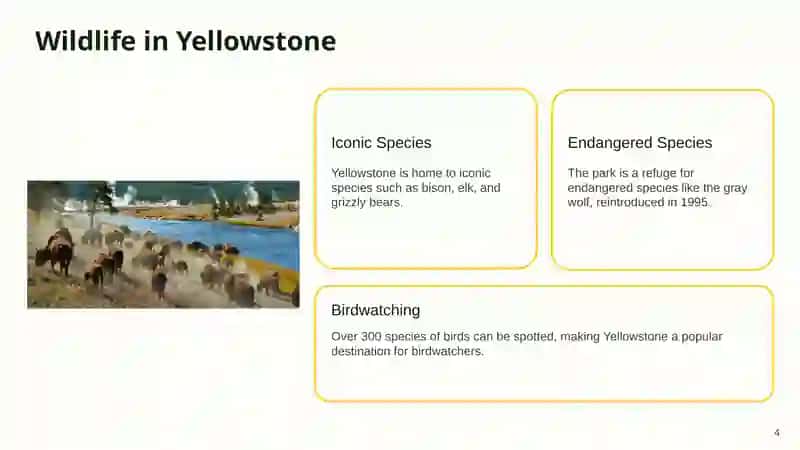 Yellowstone National Park 4