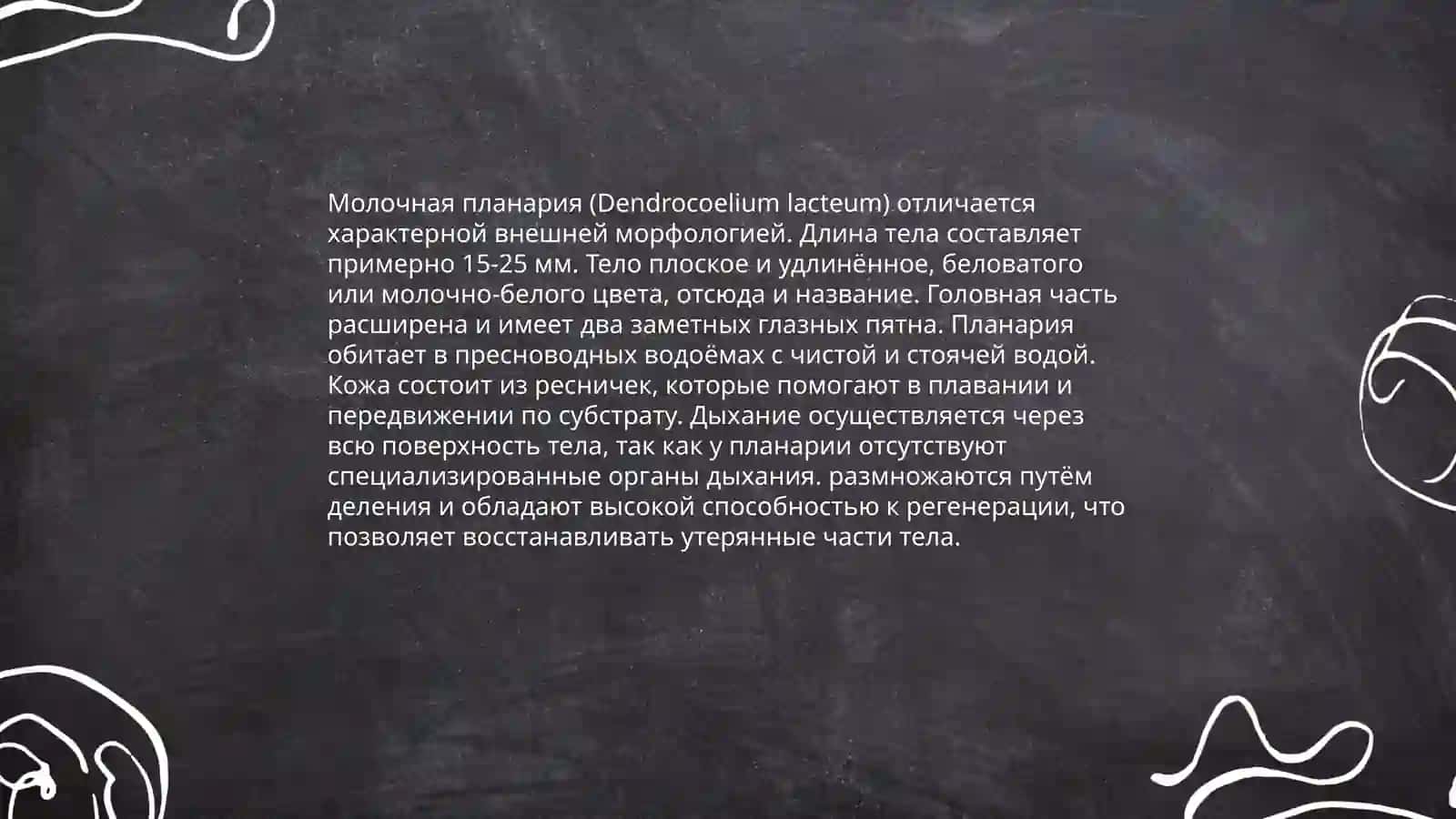 Молочная планария (Dendrocoelium lacteum) 4