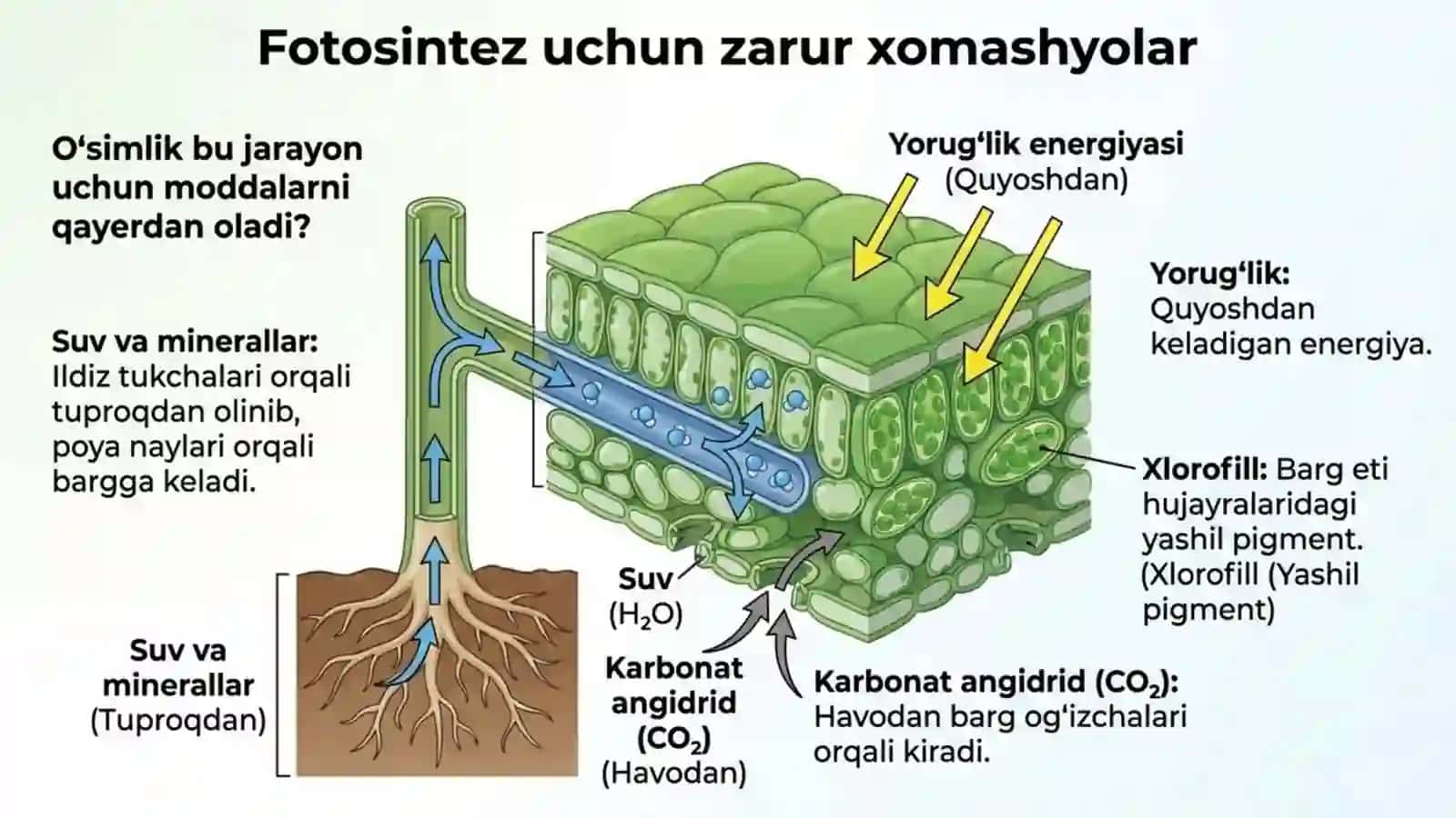 Fotosintez - barglarda organik moddalarning hosil bo'lishi 4