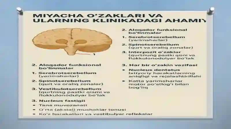 MIYACHA O'ZAKLARI VA ULARNING KLINIKADAGIAHAMIYATI 4