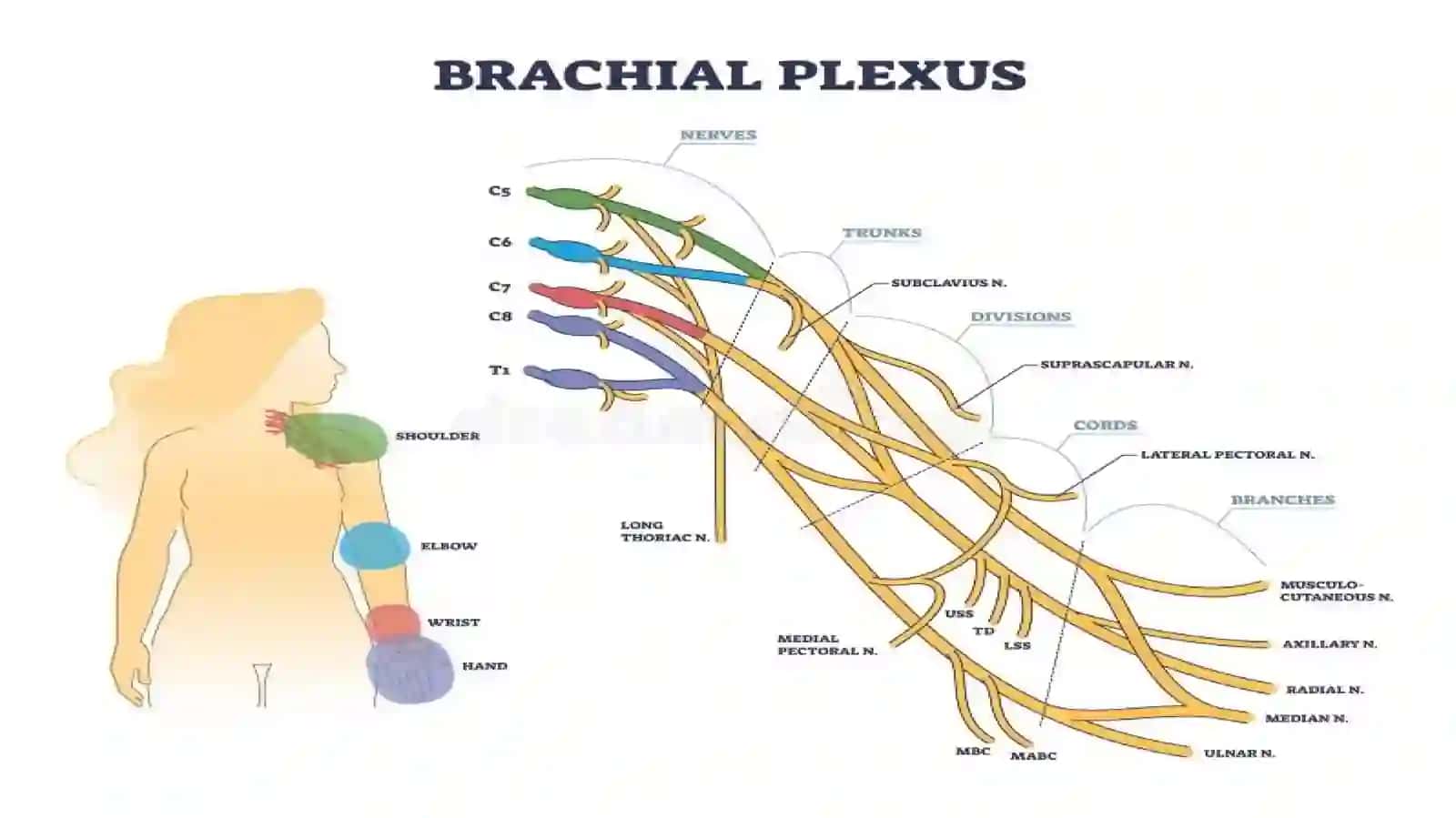 Yelka chigali(plexus brachialis) 4