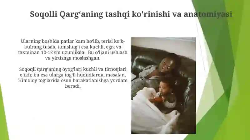 Soqolli Qargʻalar Oilasining Xulqi va Oziqlanishi 4