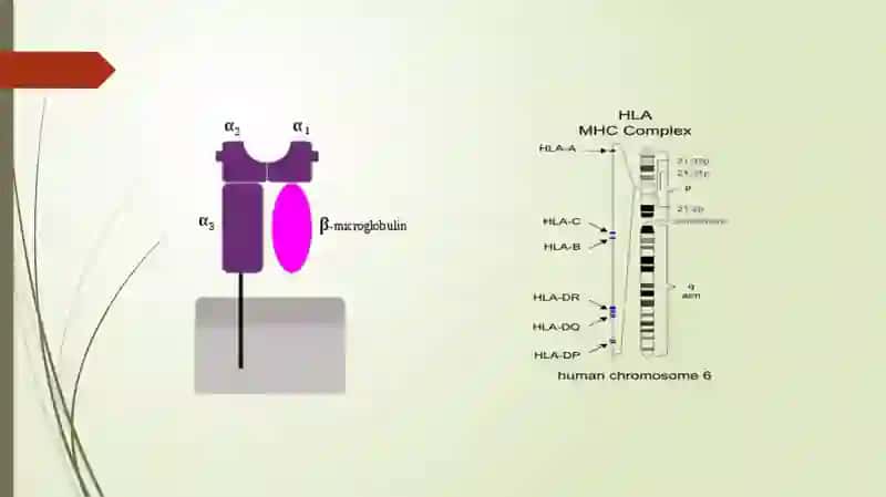 HLA-TIZIMI(MHC-TIZIMI). KOMPLEMENT TIZIMI 4