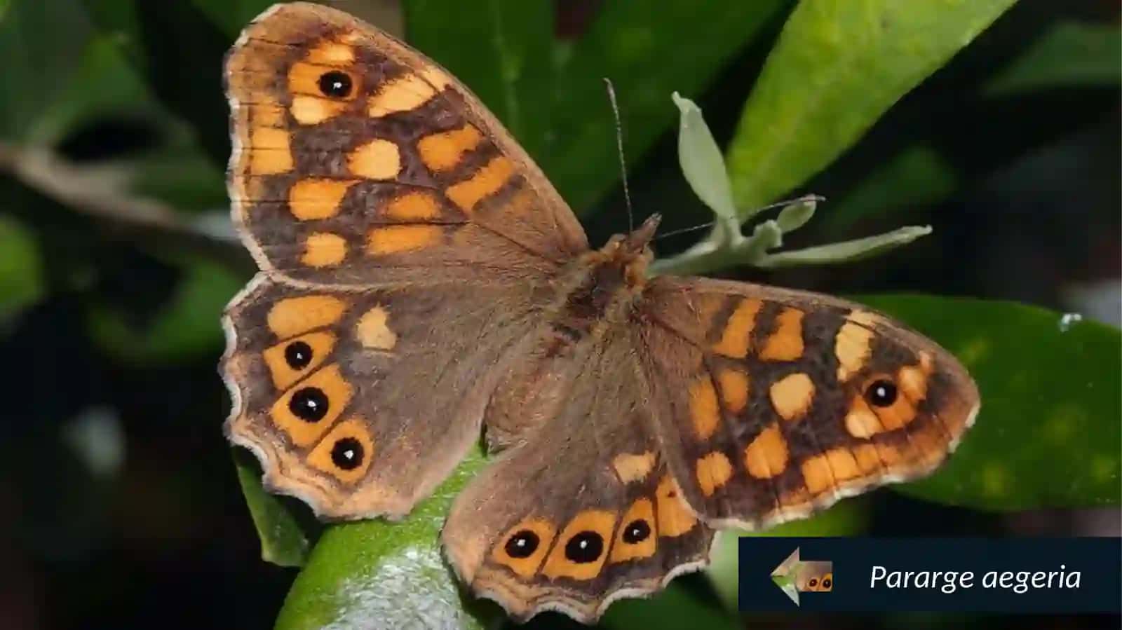 Amerika monarx kapalagi - Danaus plexippus 4