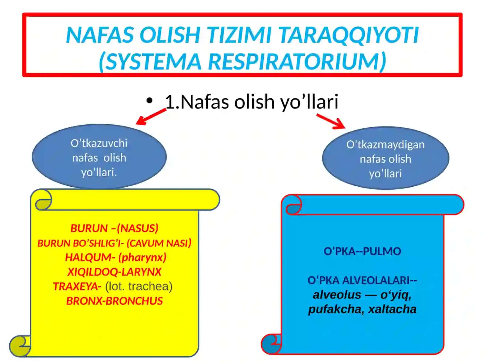 NAFAS OLISH TIZIMI TARAQQIYOTI 4