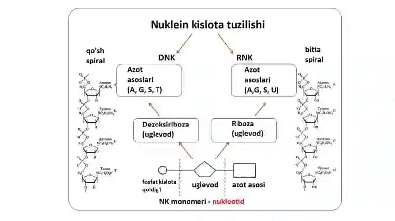 Nukleinkislotalar(1 –ma’ruza) 4