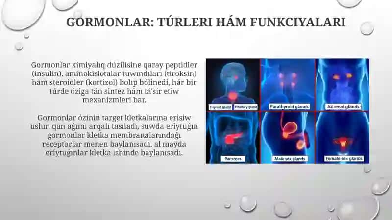 Endokrin bezler 4