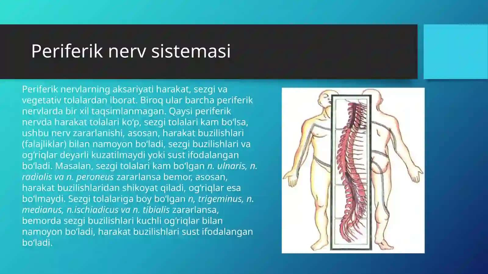 Nervsistemasining tuzilishi 4