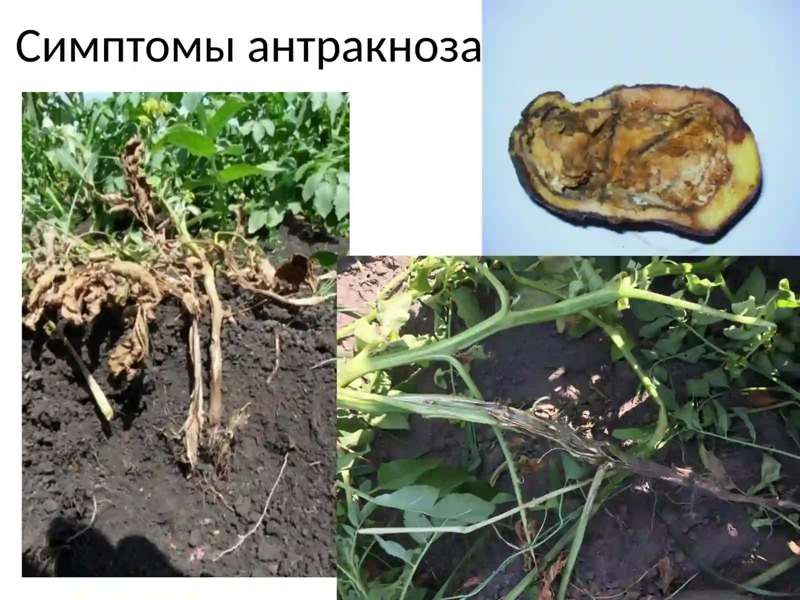ANTRAKNOZ kartofelya 4