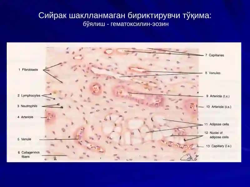 Gistologiya kurs ishi 4