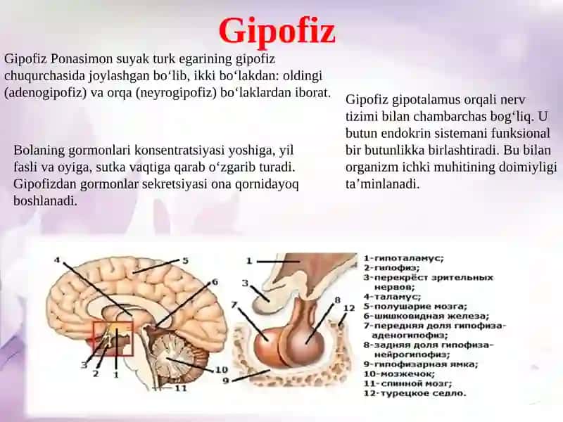 Gormonlar 4