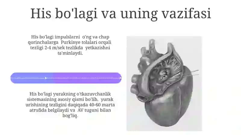 Yurakning yurak ichi ( intira kardiyal ) mexanizmlari 4