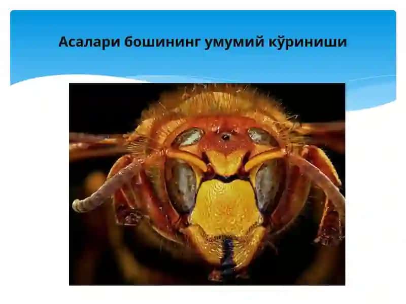 Ҳашаротлар морфологияси 4