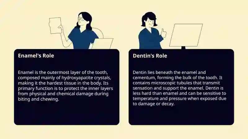 Parts of the tooth 4