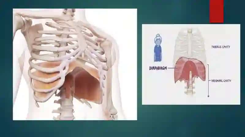 Diafragma 4